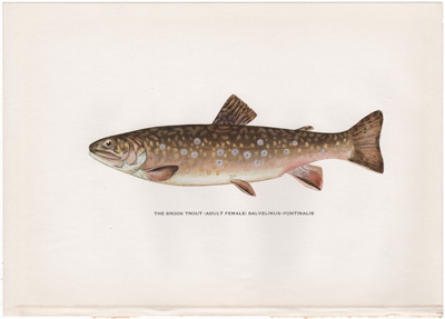 THE BROOK TROUT (ADULT FEMALE) SALVELINUS-FONTINALIS     